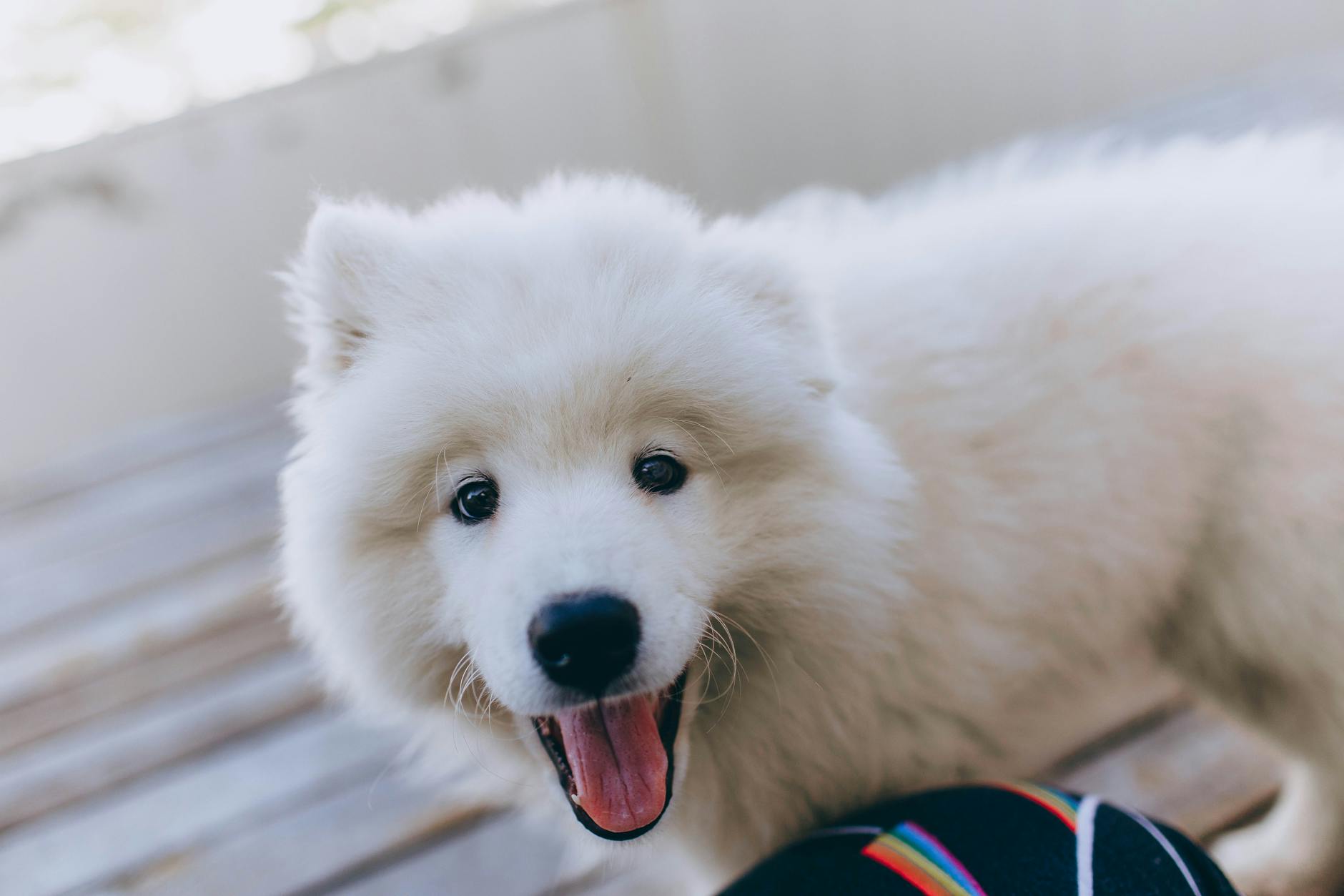 Radosny szczeniak samojeda o puszystej, białej sierści patrzy w obiektyw