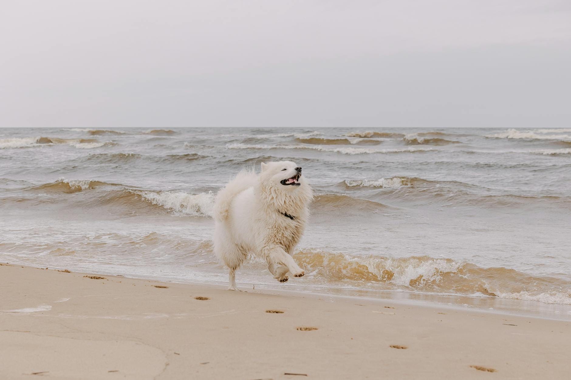 Samojed biegnący po piaszczystej plaży nad morzem