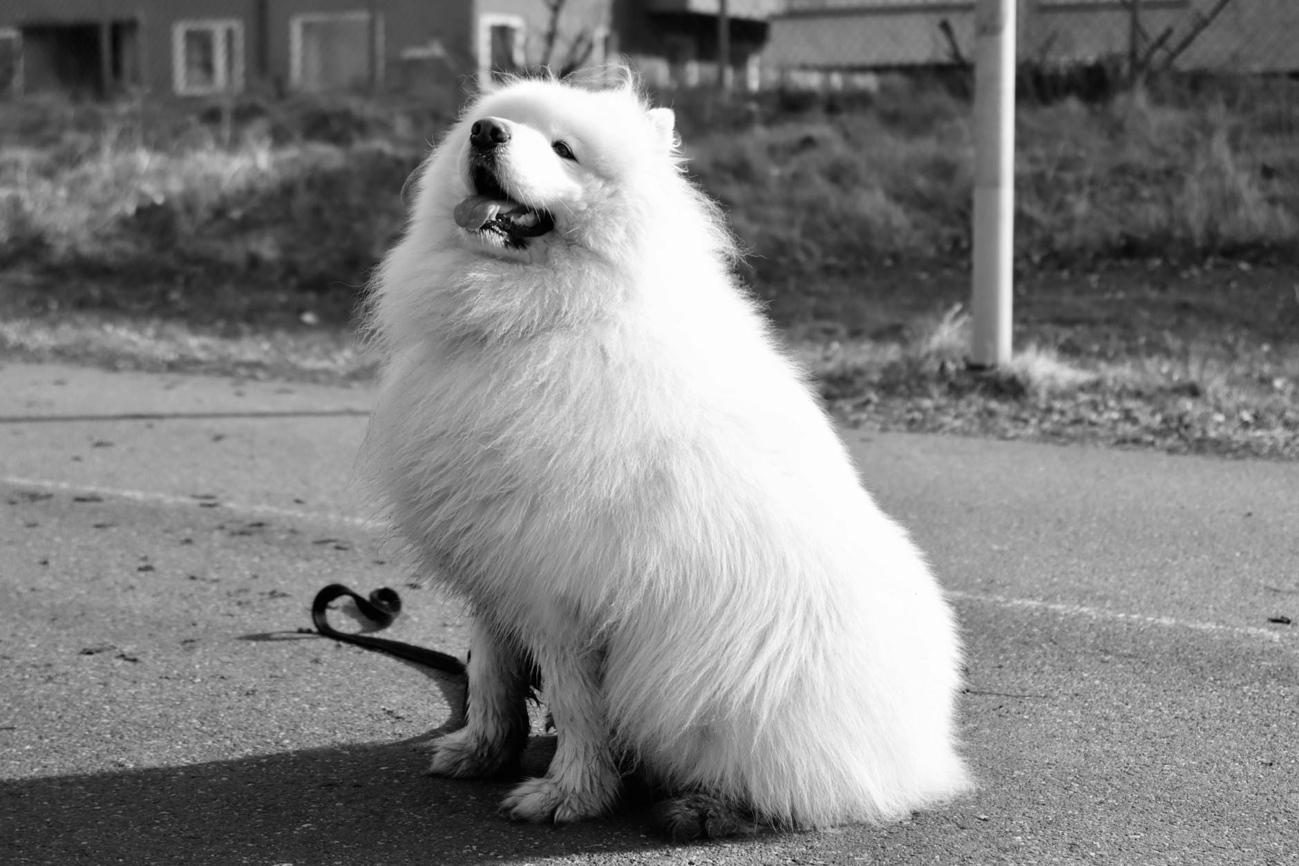 Samojed na smyczy siedzący na dworze, biały puszysty pies Samojed na smyczy siedzący na dworze, biały puszysty pies