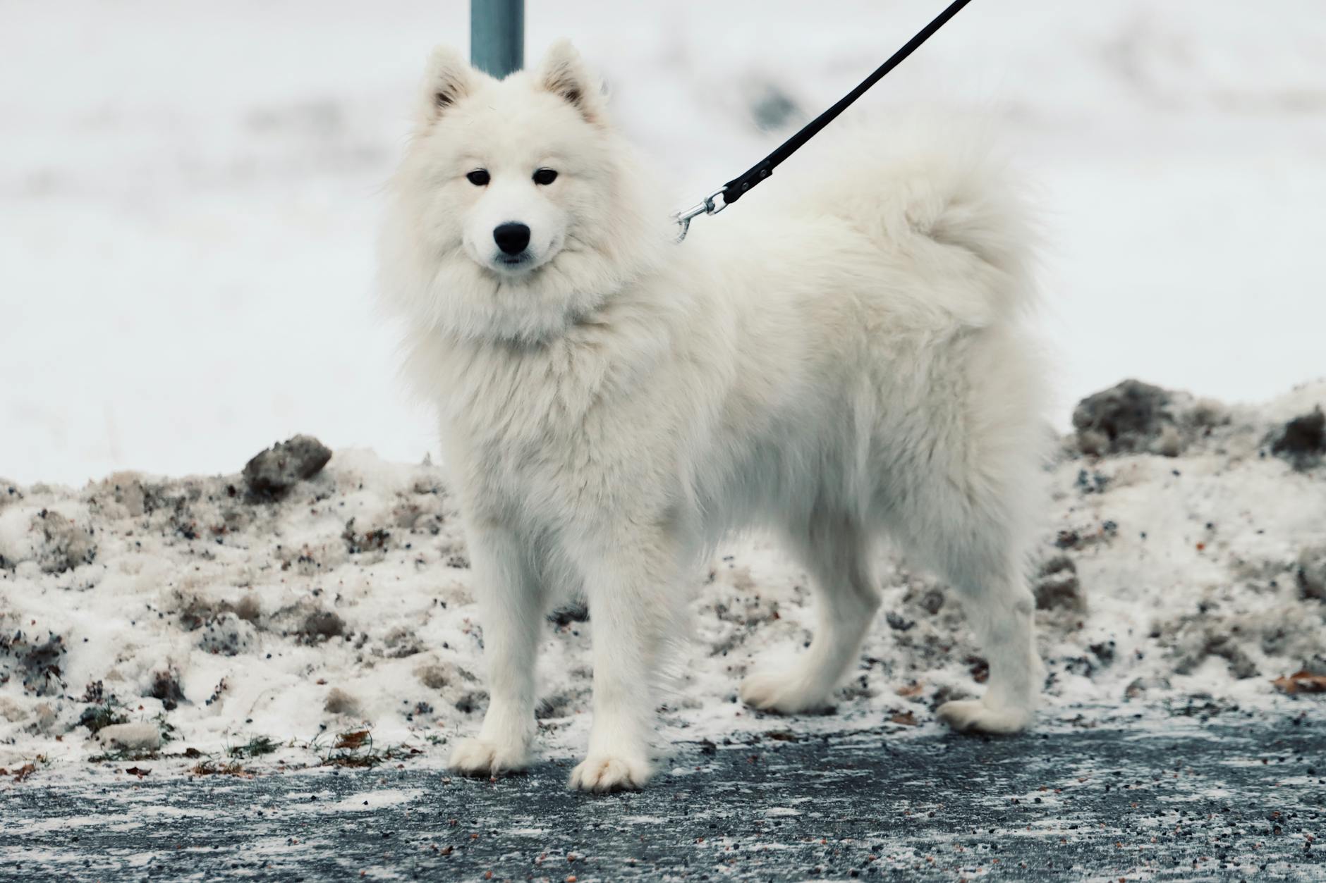 Samojed stojący na ośnieżonym terenie podczas zimowego spaceru