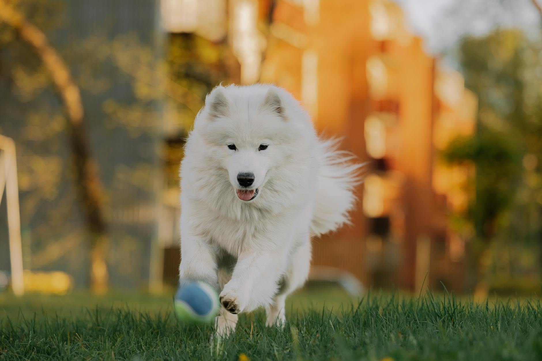 Samojed biegnący po trawie z piłką w pysku na słonecznym podwórku