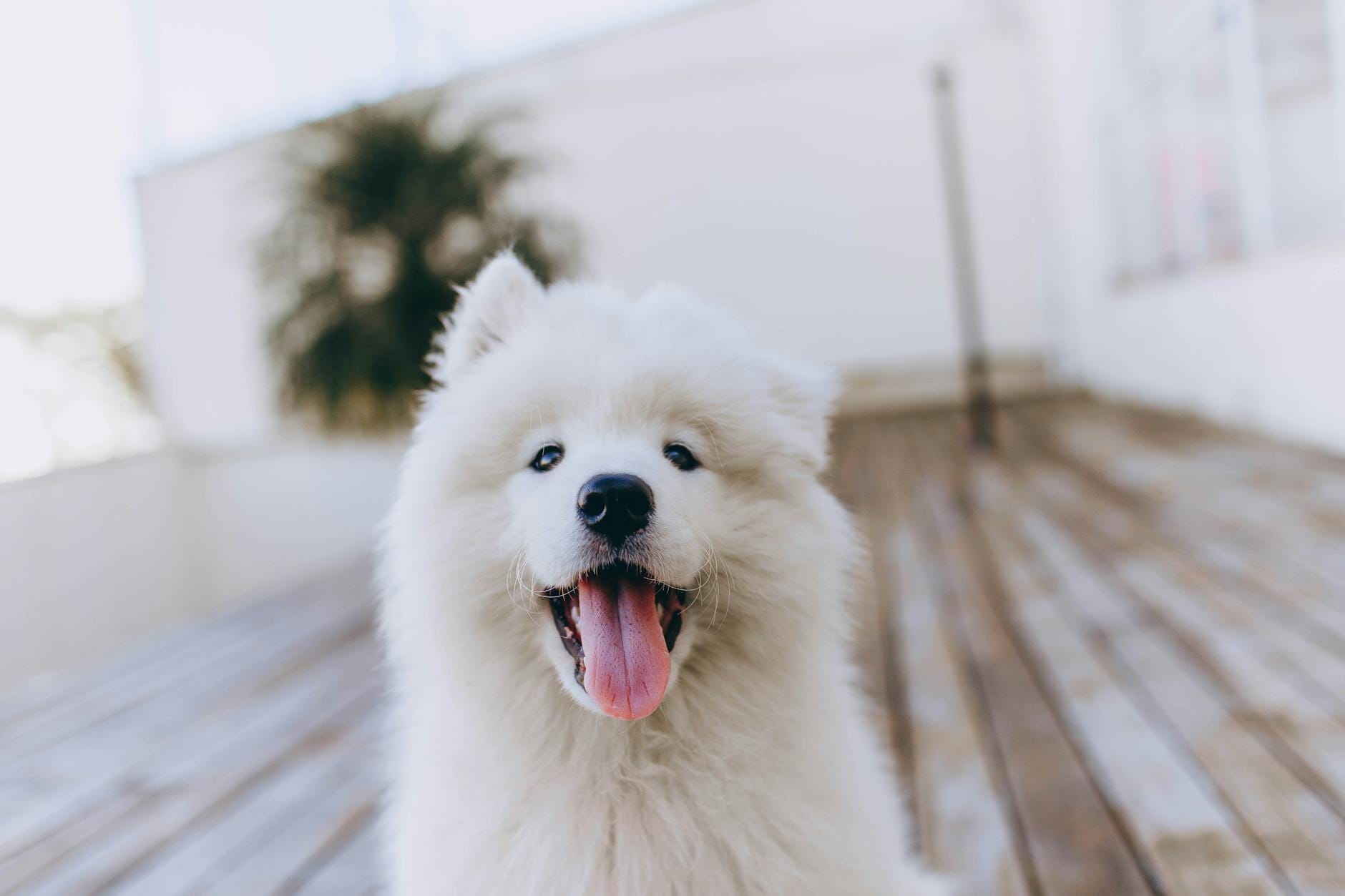 Samojed z wysuniętym językiem siedzi na nasłonecznionym drewnianym tarasie