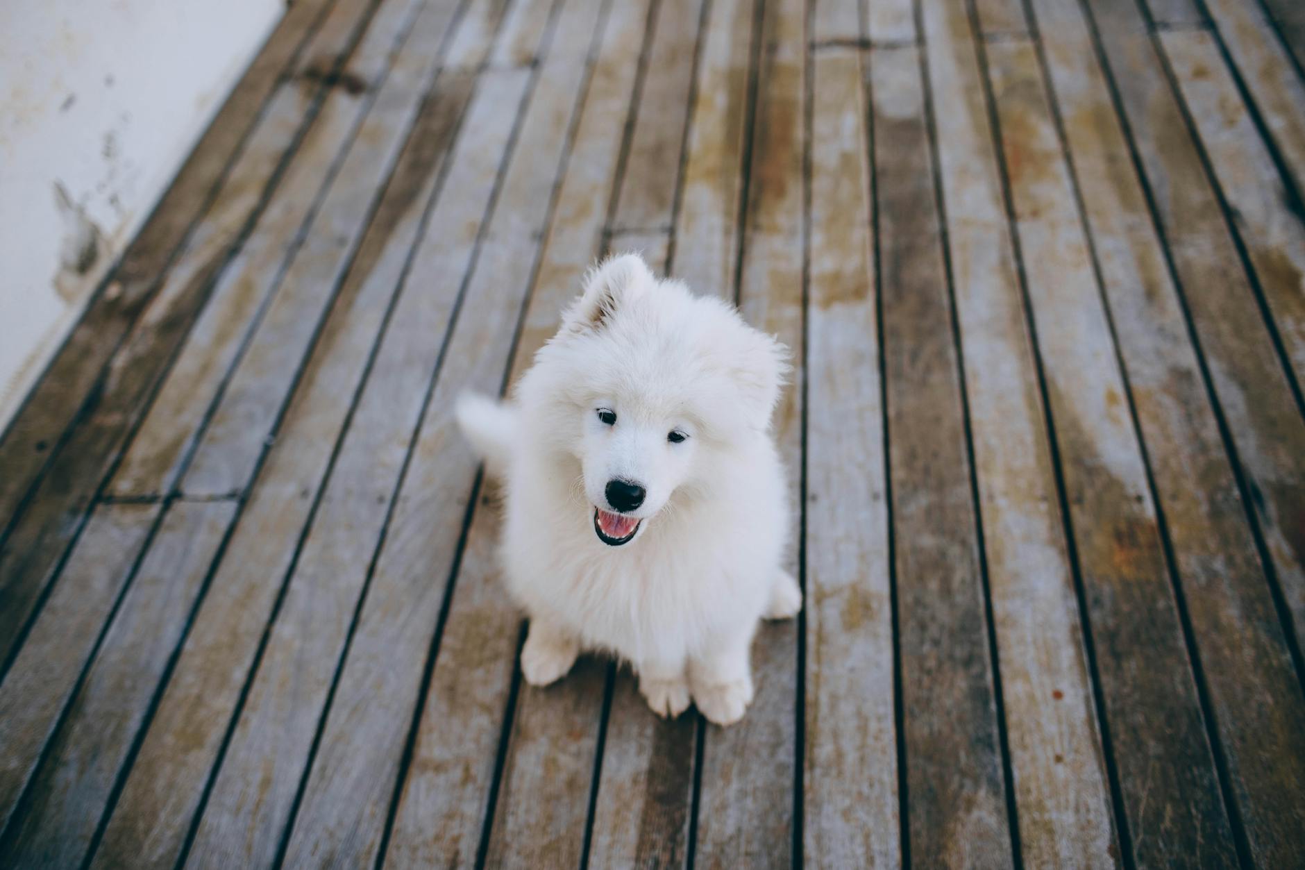 Szczeniak samoyeda siedzący na drewnianej podłodze podczas nauki kontroli