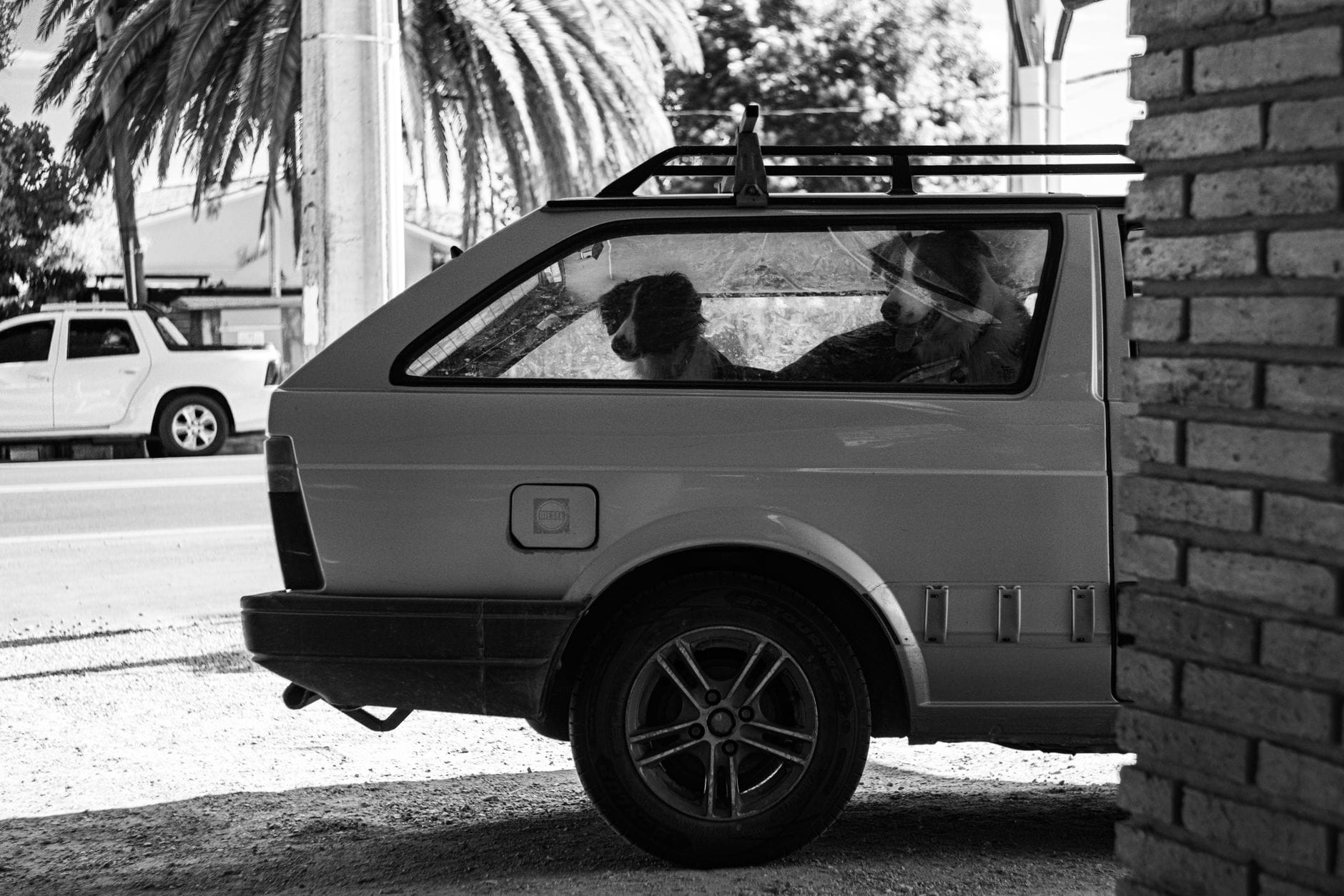 Dwa border collie siedzą na przednich siedzeniach starego samochodu