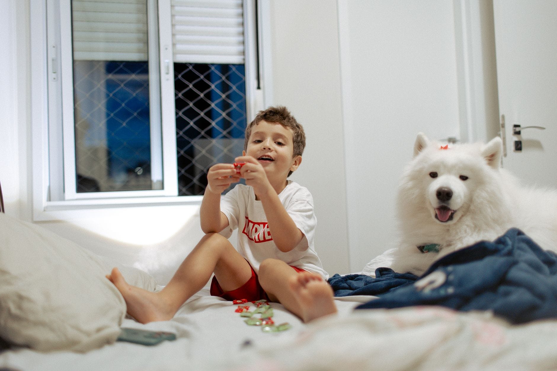 Dziecko bawi się na łóżku z białym psem rasy samojed w mieszkaniu