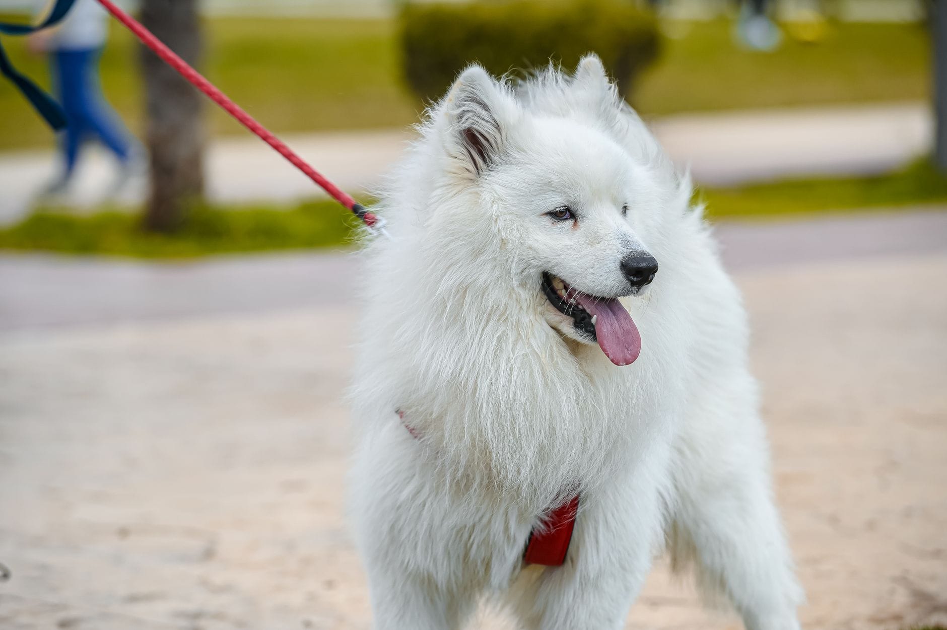 Samojed na smyczy spaceruje na słońcu