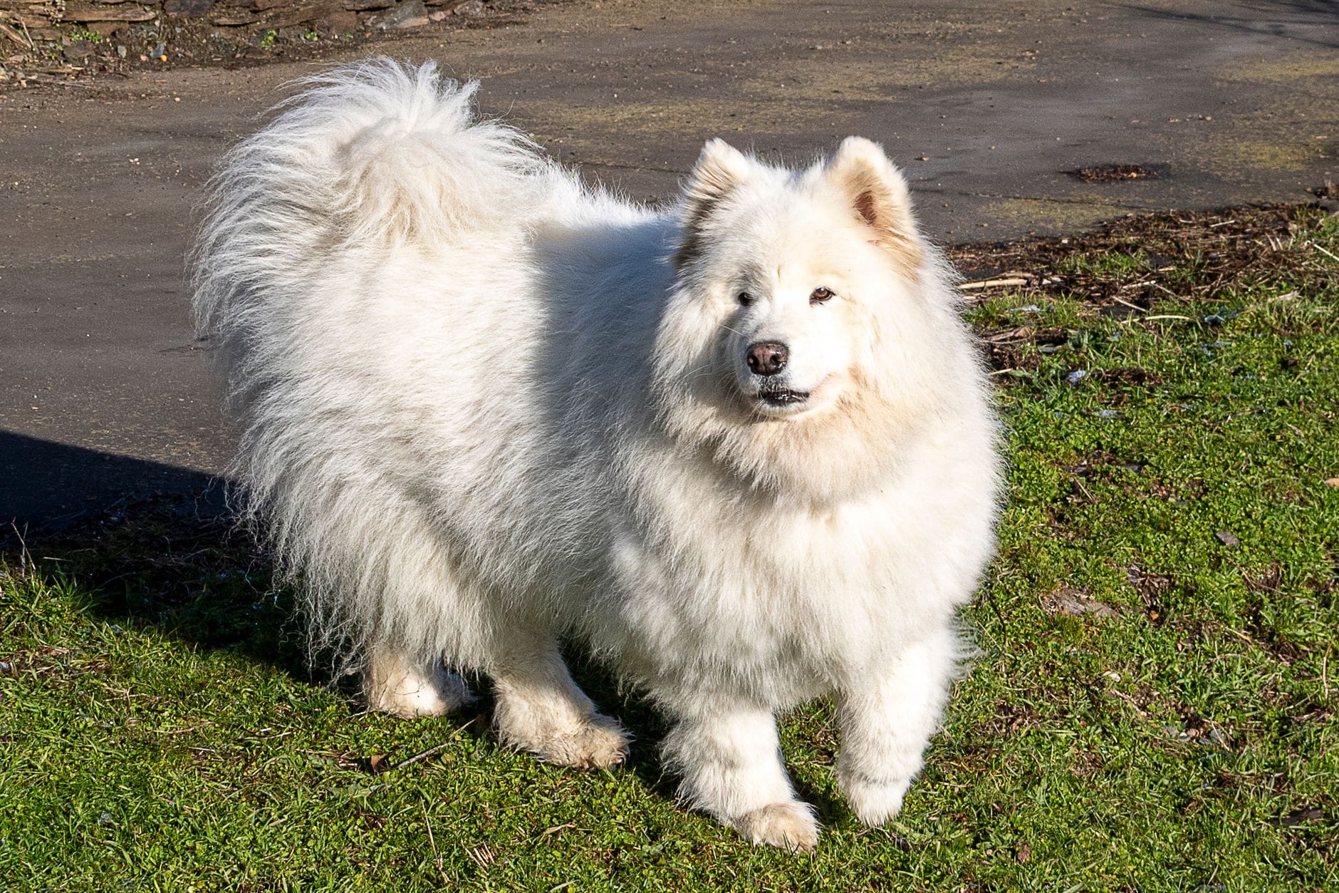 Samojed o puszystej białej sierści stojący na trawie w słońcu