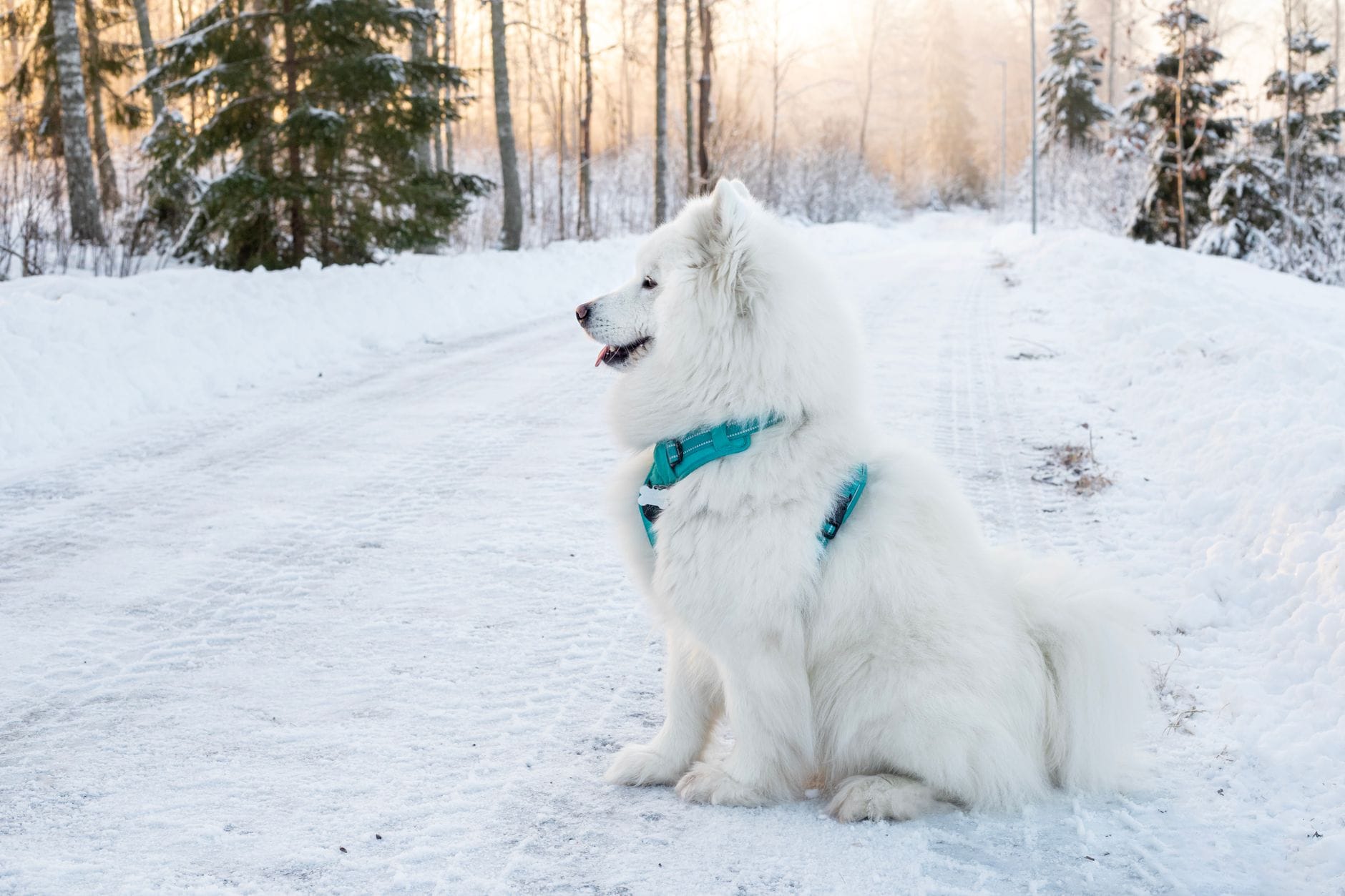 Samojed siedzący na zaśnieżonej drodze w zimowym lesie