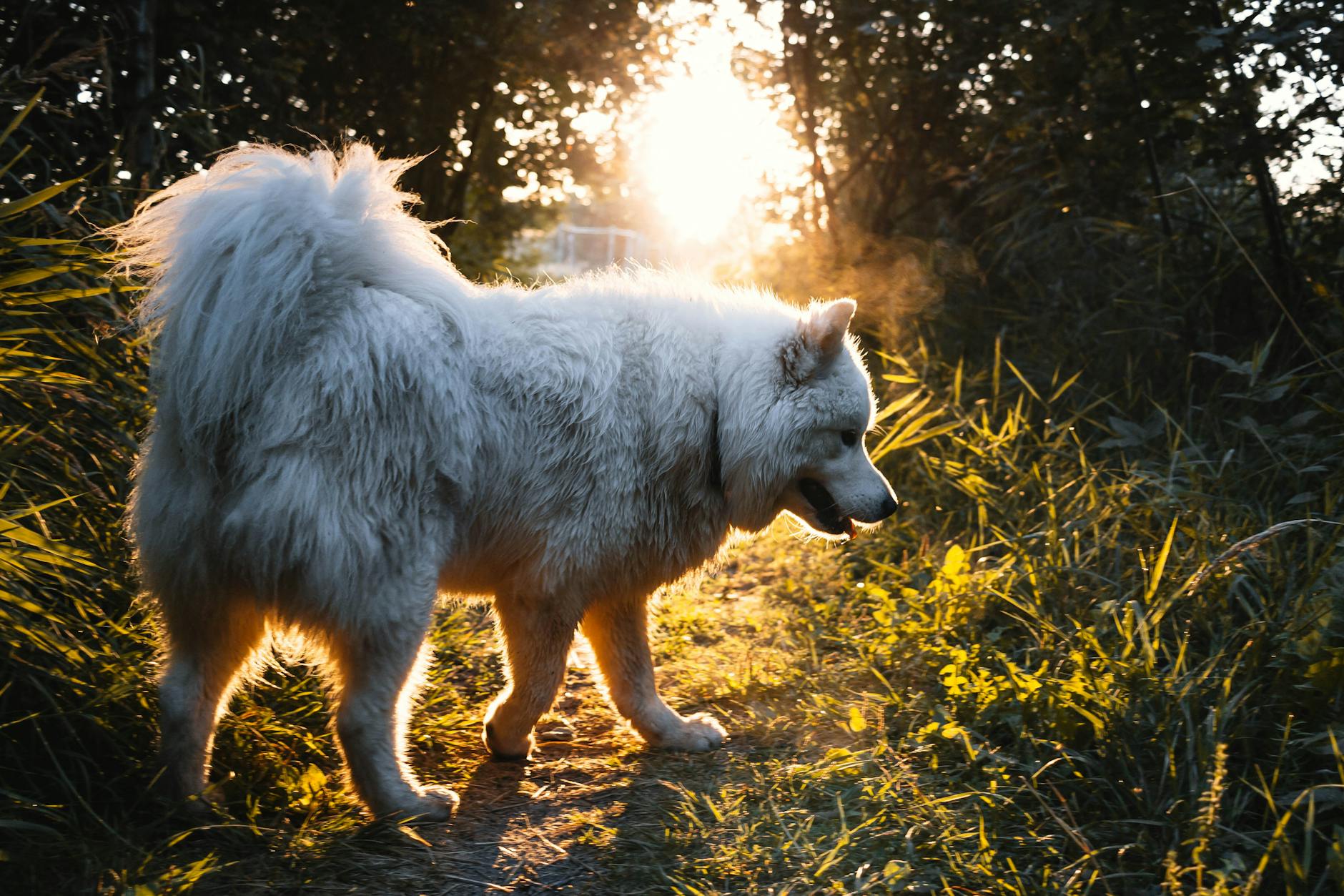 Samojed spacerujący po trawiastym polu o zachodzie słońca