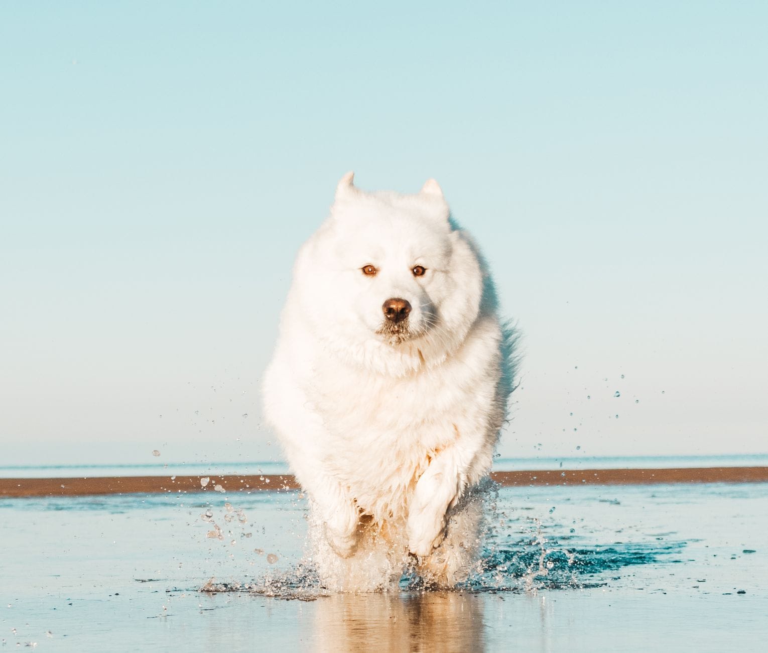 Samojed biegnący radośnie po słonecznej plaży i chlapiący w wodzie