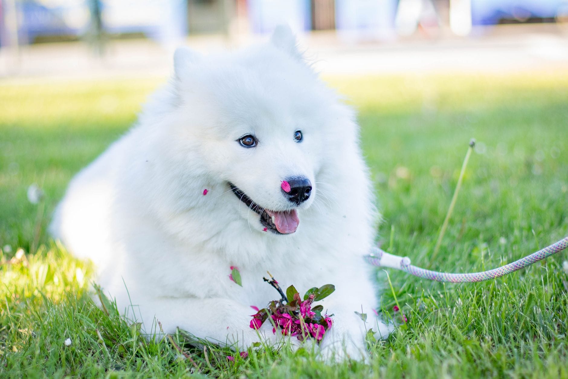 Samojed leży na trawie w parku, trzymając kwiaty między łapami