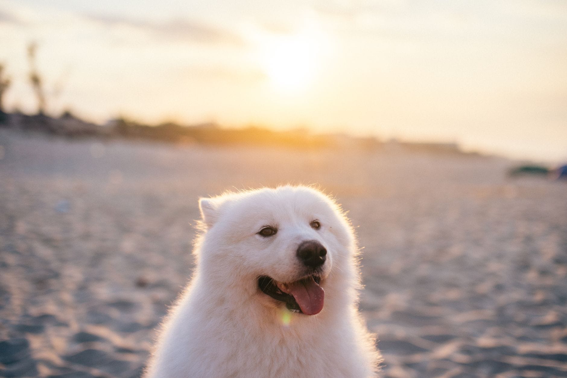 Samojed odpoczywa na piaszczystej plaży o zachodzie słońca