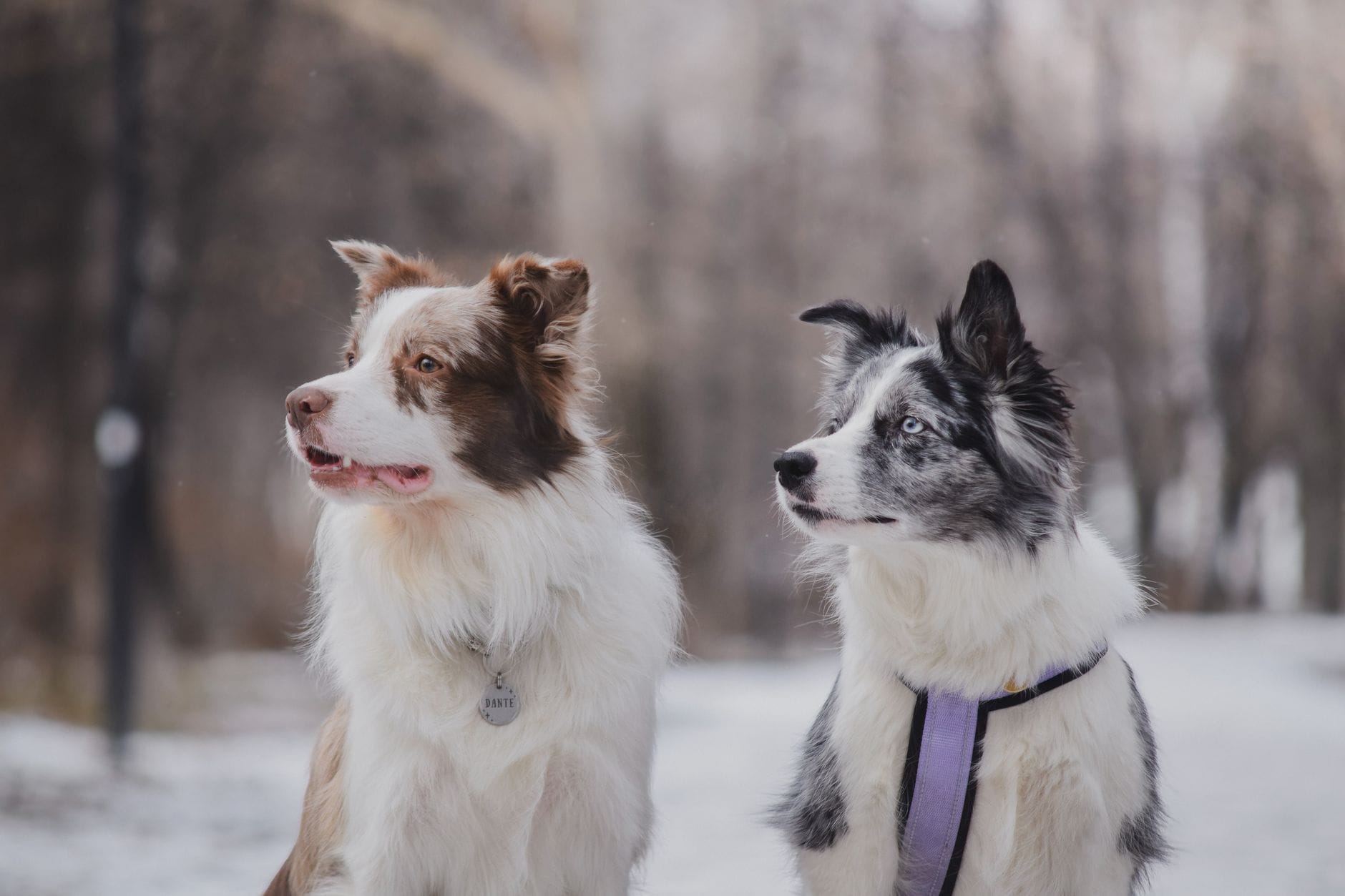 Dwa border collie w śnieżnym parku zimą