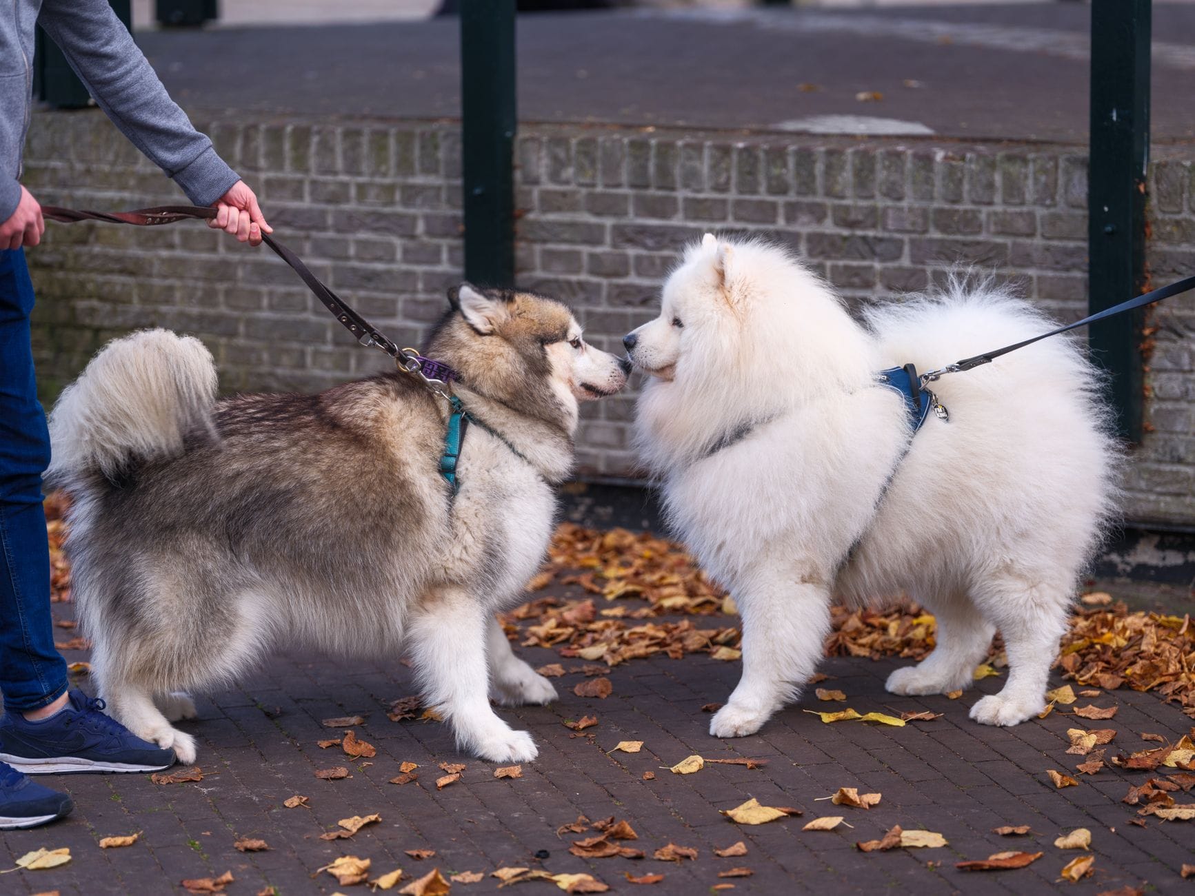 Jak często podawać przysmaki samojedowi, żeby nie przytył ani grama Malamut i samojed spokojnie spotykają się na ulicy zasłanej liśćmi