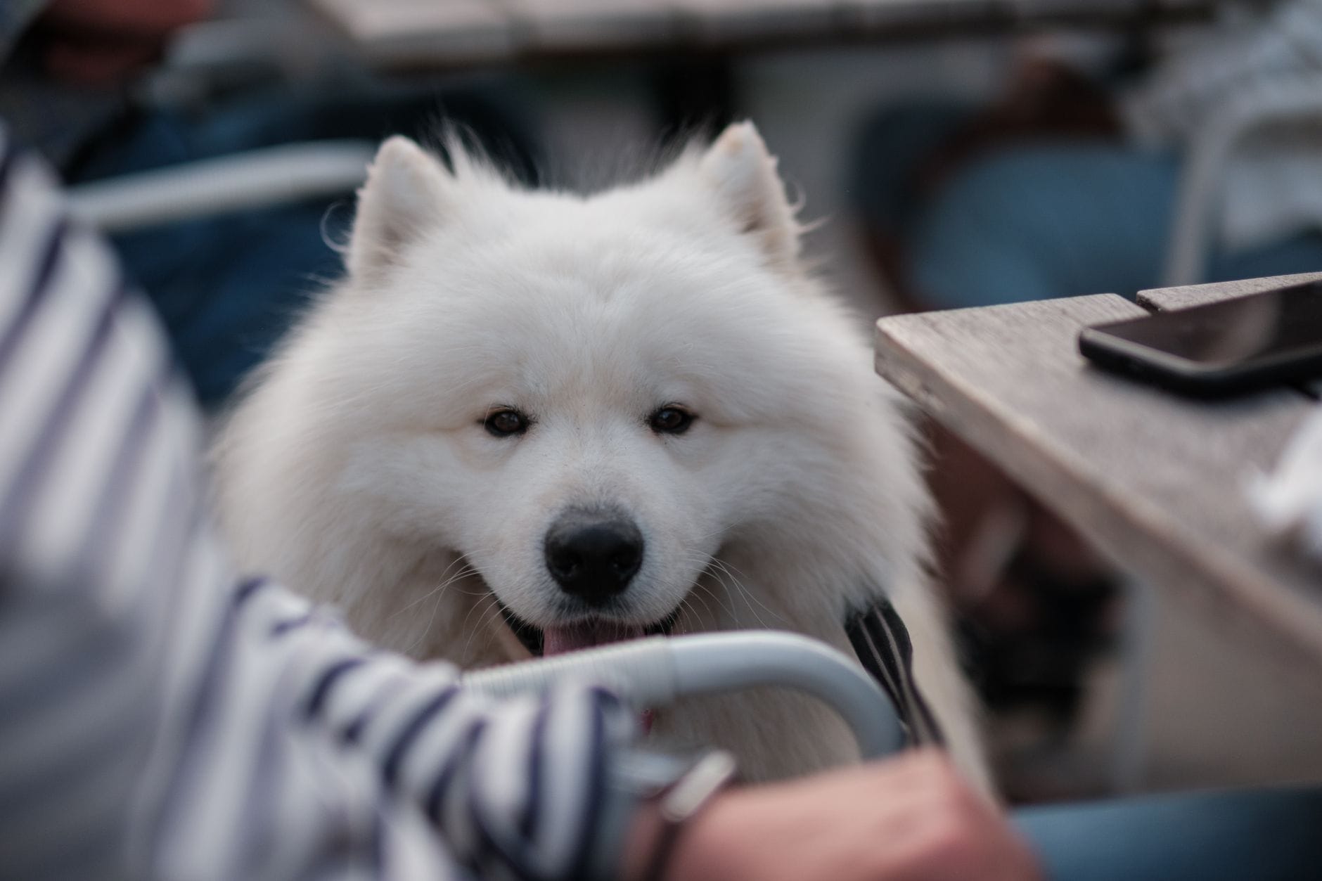 Puszysty biały samojed w ogródku kawiarnianym wśród ludzi