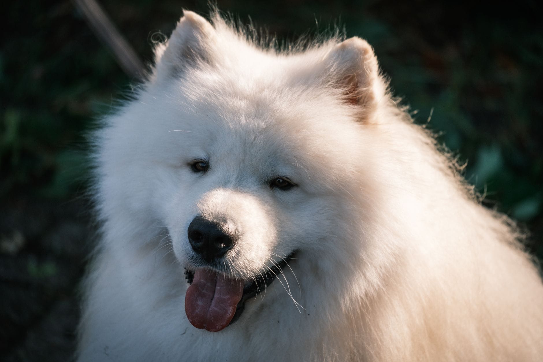 Puszysty samojed w ciepłym wieczornym świetle słonecznym