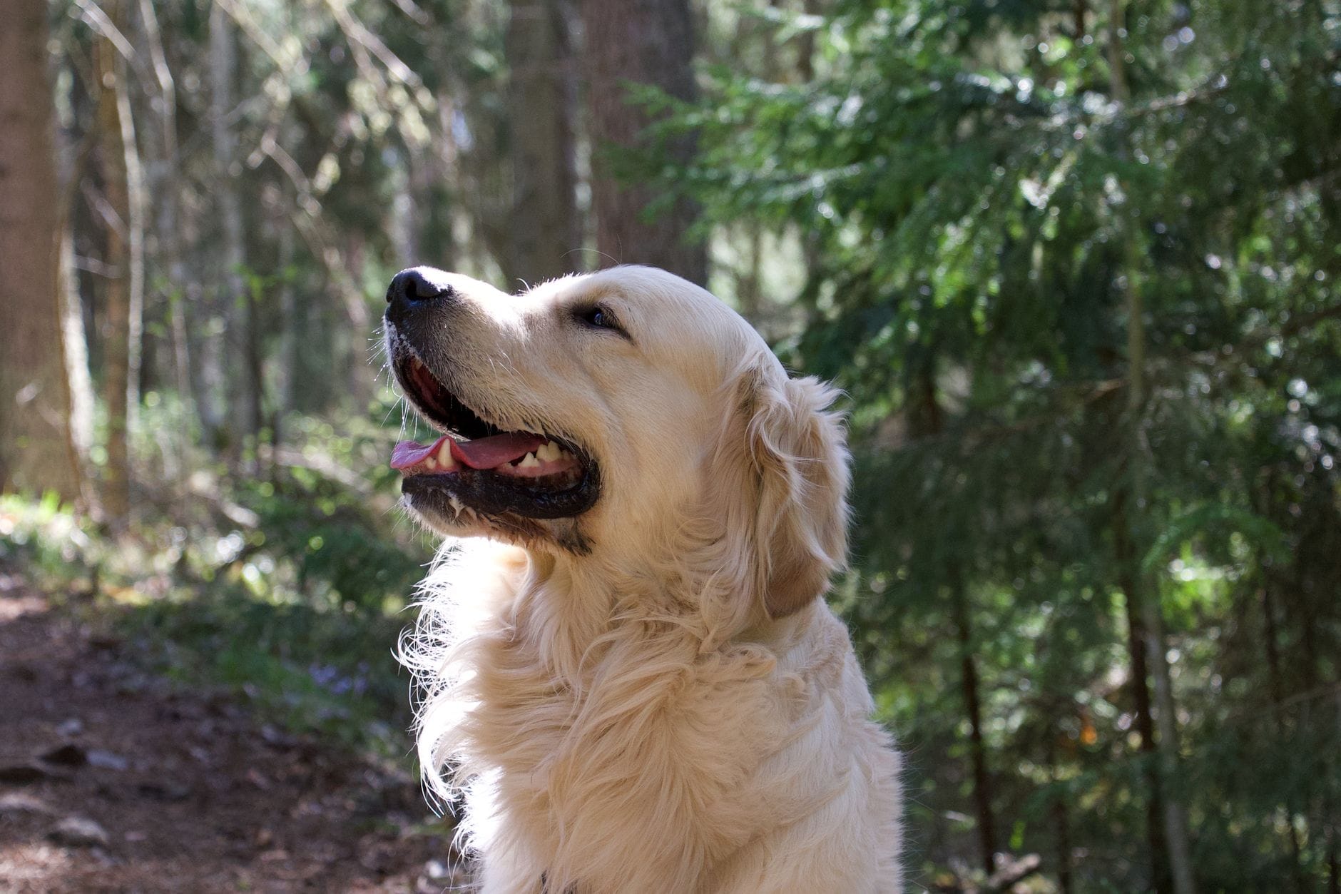 Radosny golden retriever na leśnej ścieżce w słoneczny dzień