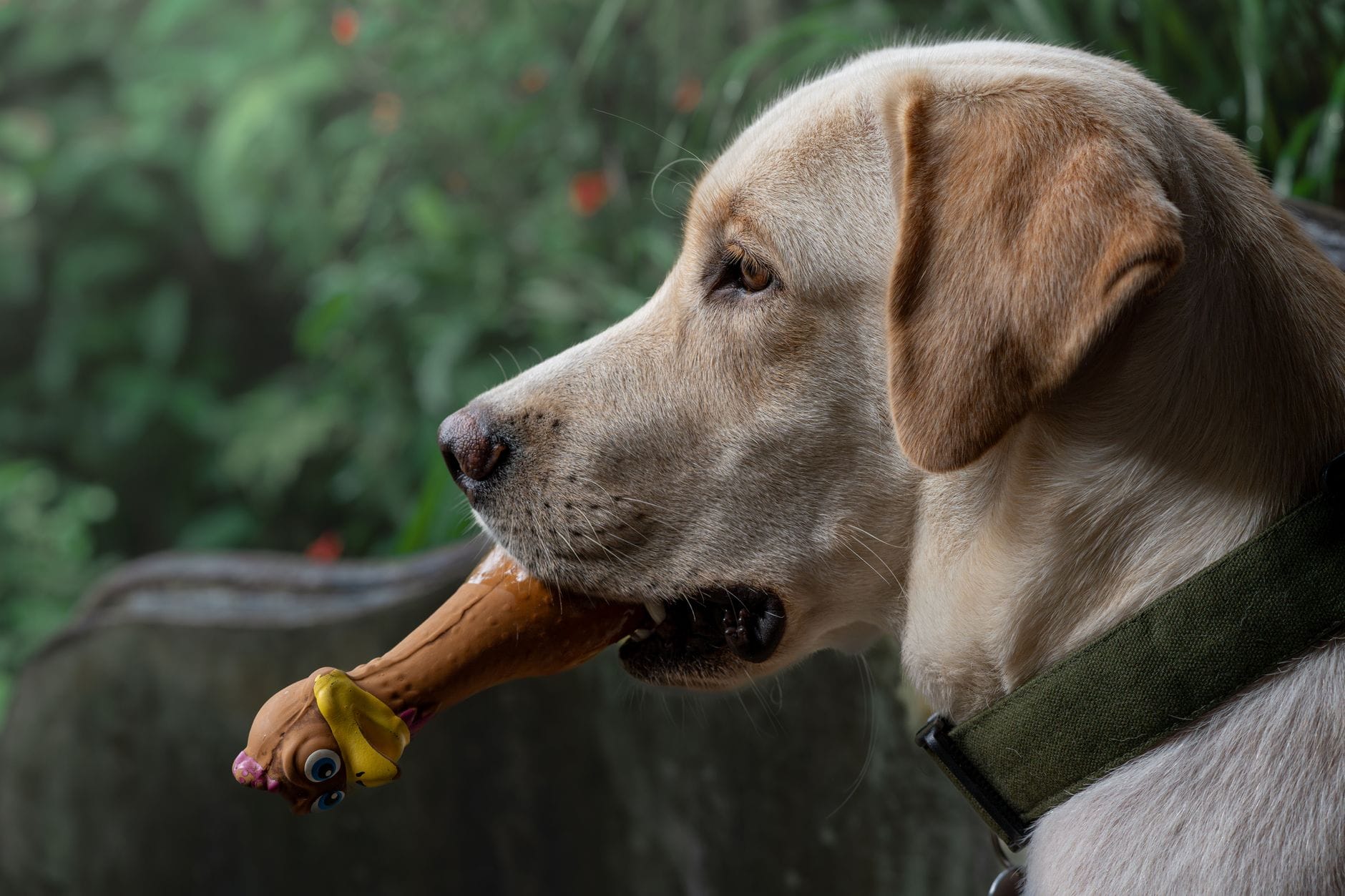 Uroczy labrador trzyma zabawkę w pysku na zewnątrz