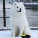 Jak nauczyć szczeniaka samojeda chodzenia na luźnej smyczy bez ciągnięcia Szczeniak samojeda siedzący na śniegu nad brzegiem w Jönköping