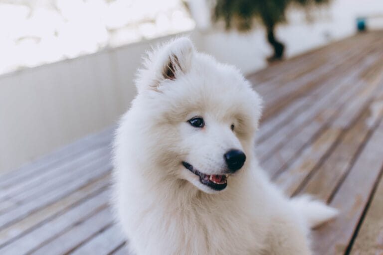 Puszysty samojed siedzący na drewnianym balkonie i patrzący w bok