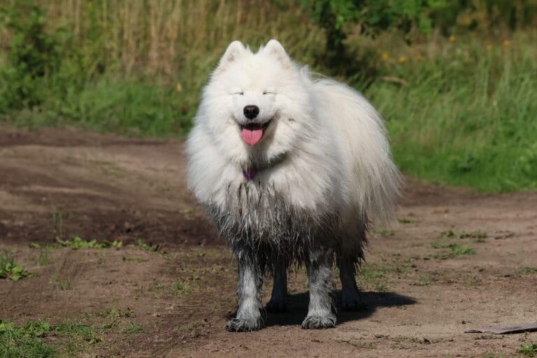 Puszysty samojed z ubłoconymi łapami na słońcu